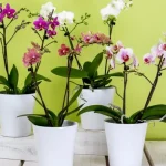 kako-zalivati-orhideje-glavna-pravila-nege-cvetja.webp.webp